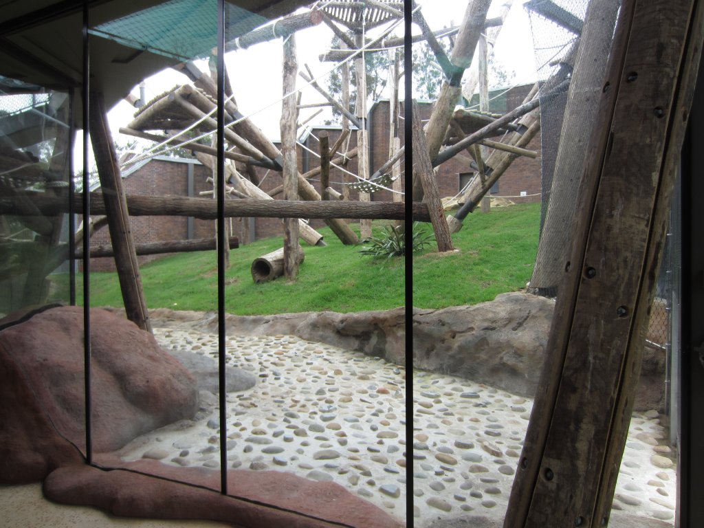 New chimp viewing in secondary enclosure