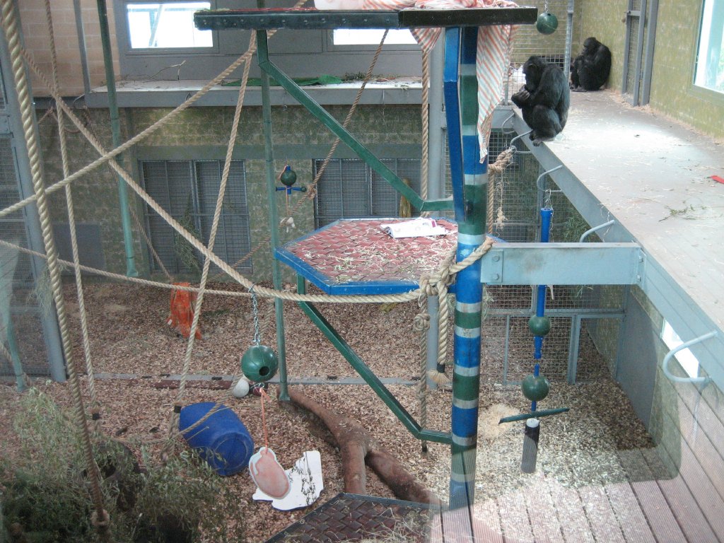 New Chimpanzee exhibit, inside area