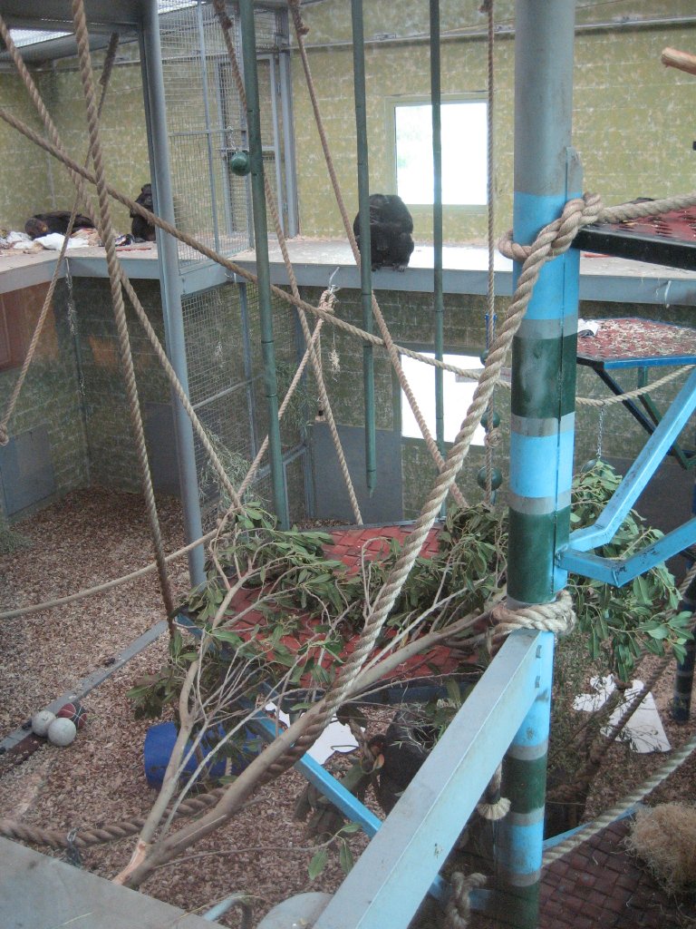 New Chimpanzee exhibit, inside area