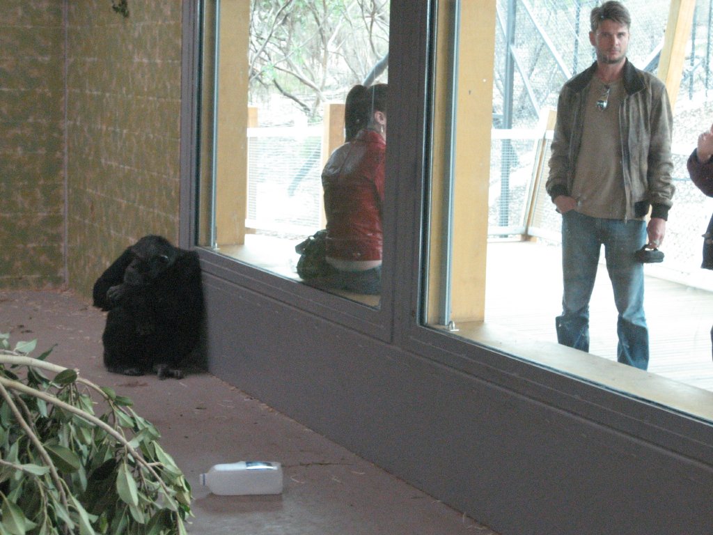 New Chimpanzee exhibit, inside area