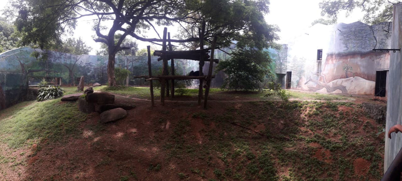 New Chimpanzee exhibit