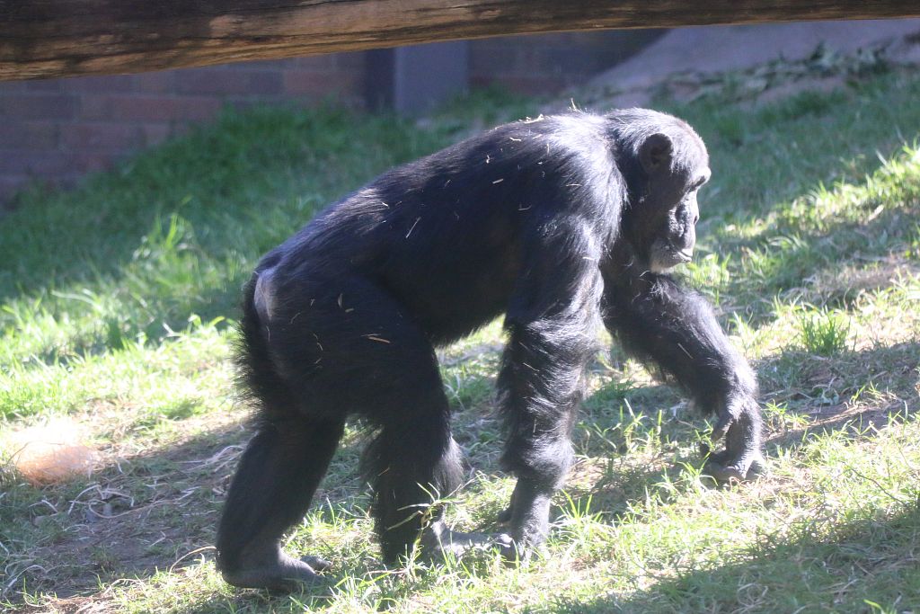 New Chimpanzee Group