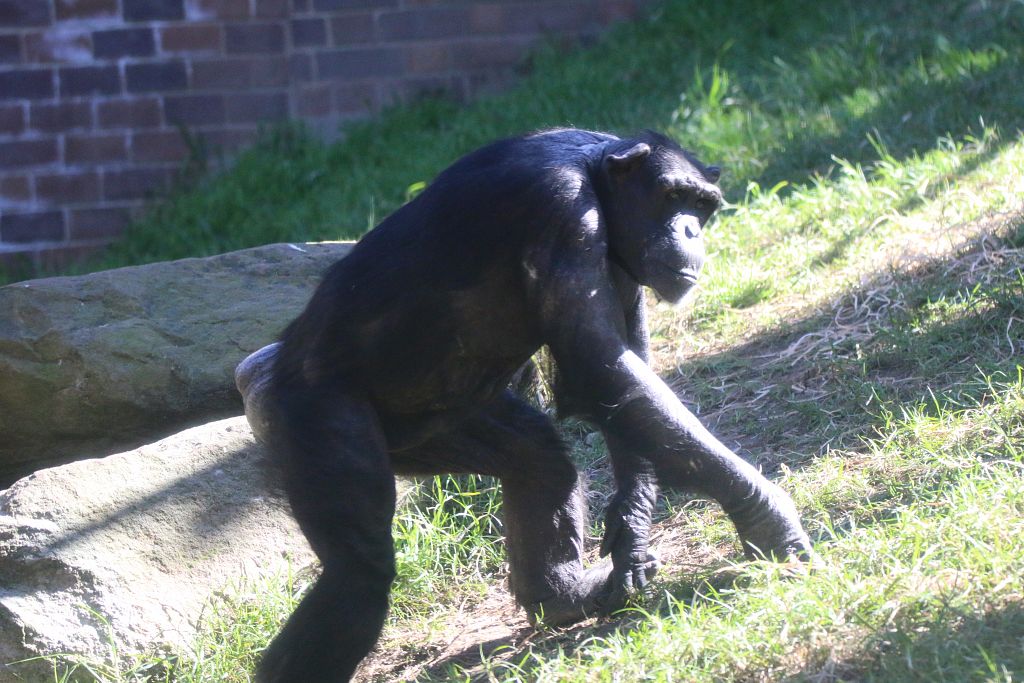 New Chimpanzee Group