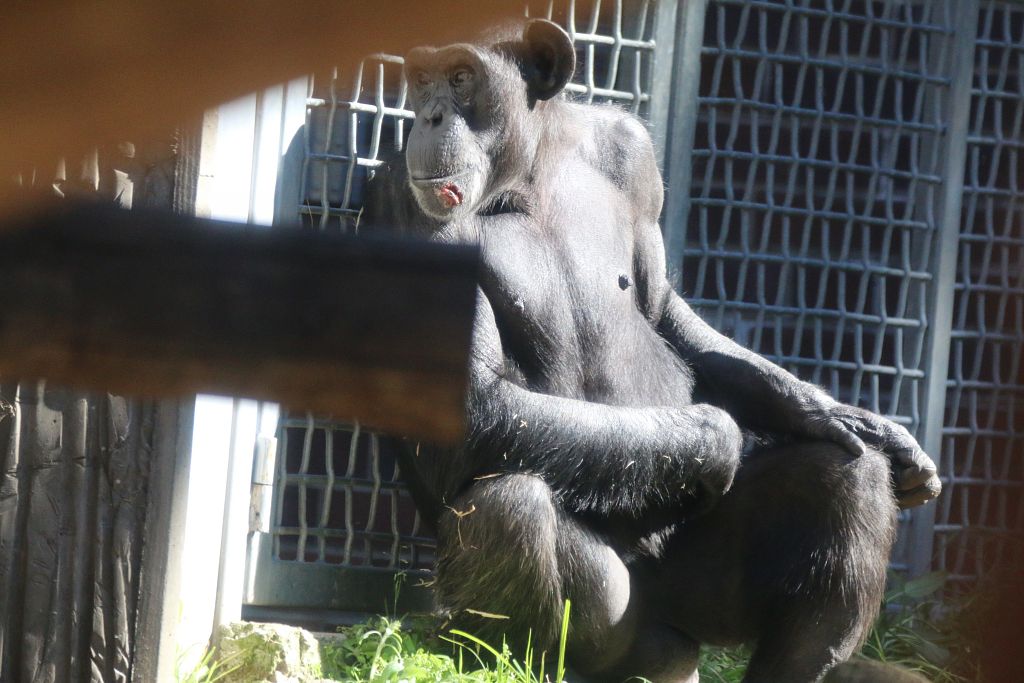 New Chimpanzee Group