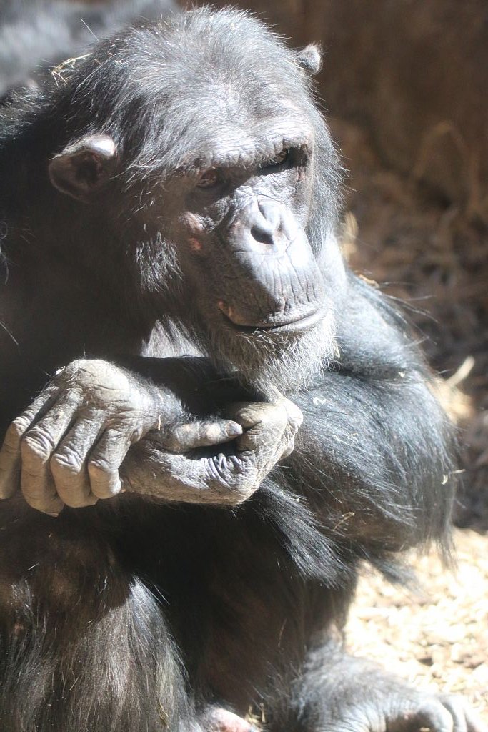 New Chimpanzee Group