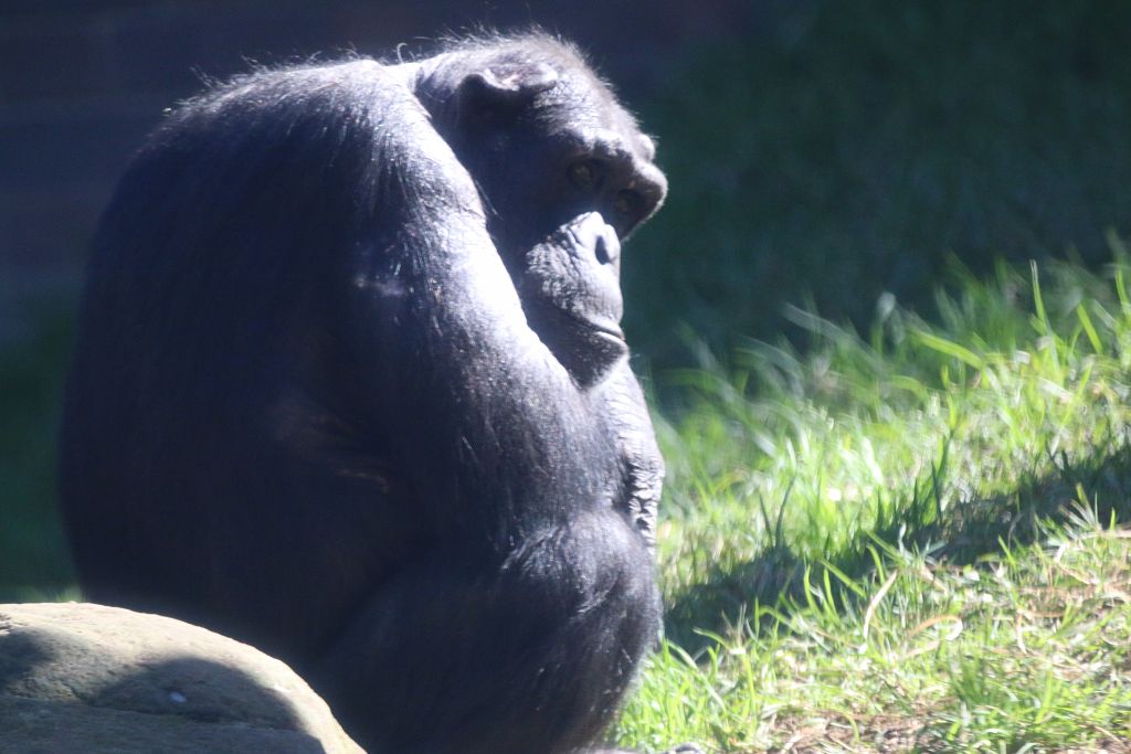 New Chimpanzee Group