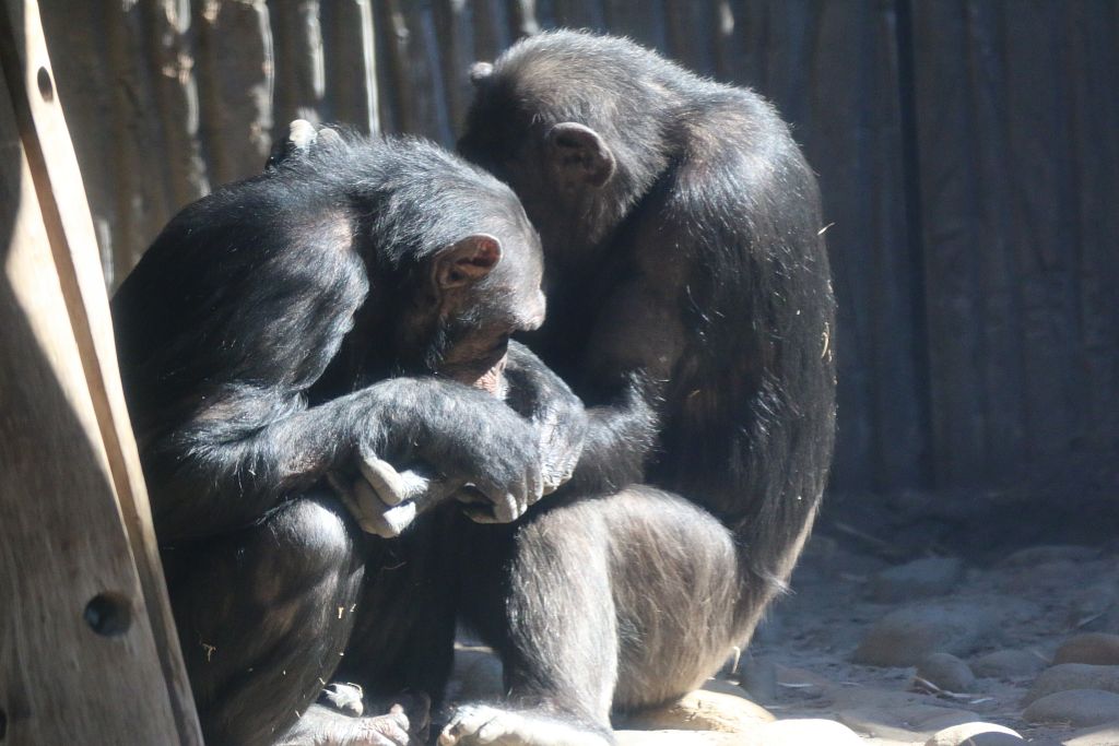 New Chimpanzee Group