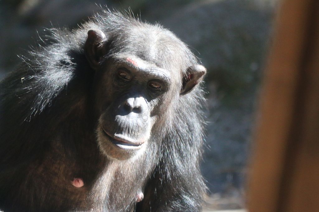 New Chimpanzee Group