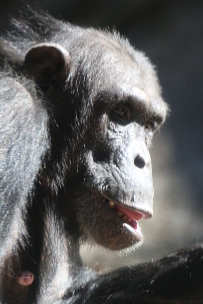 New Chimpanzee Group