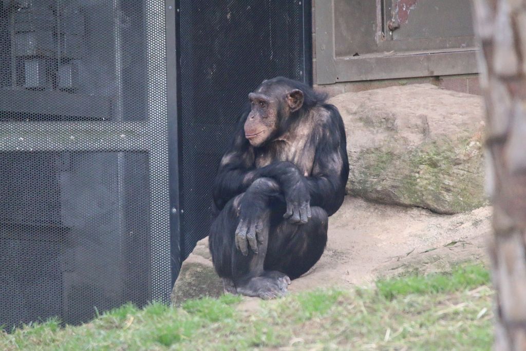 New Chimpanzee Group