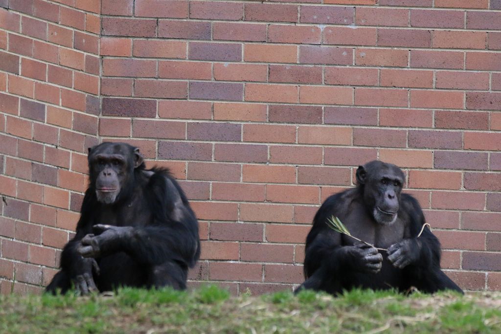 New Chimpanzee Group