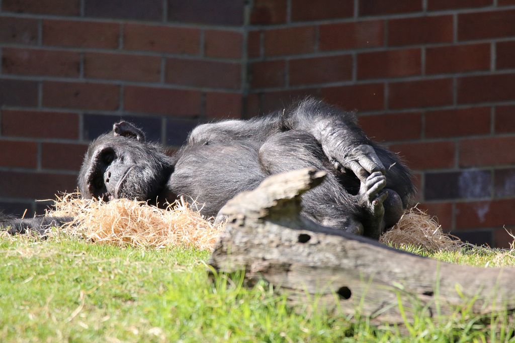 New Chimpanzee group