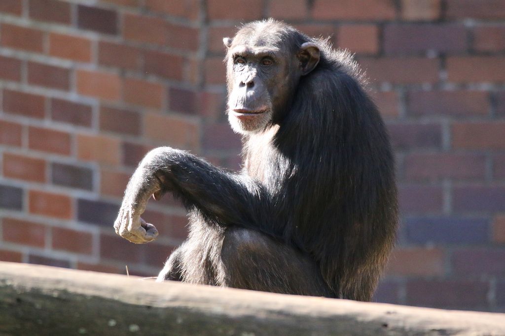 New Chimpanzee group