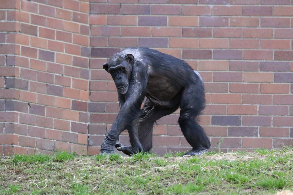 New Chimpanzee group