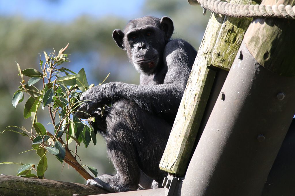 New Chimpanzee group