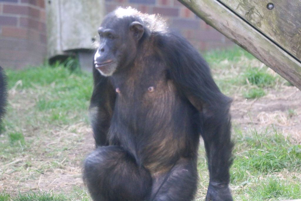 New Chimpanzee group