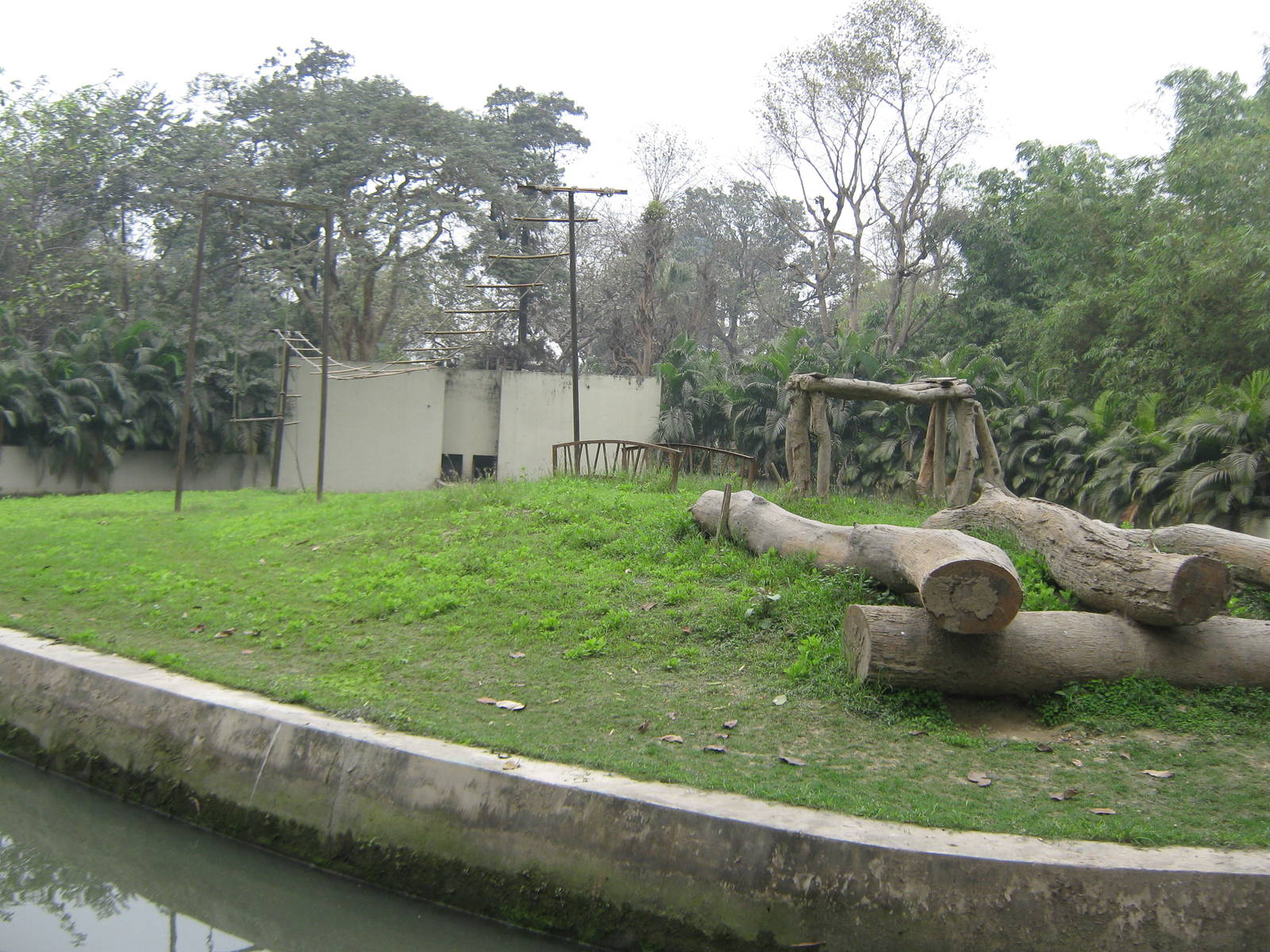 new chimpanzee island