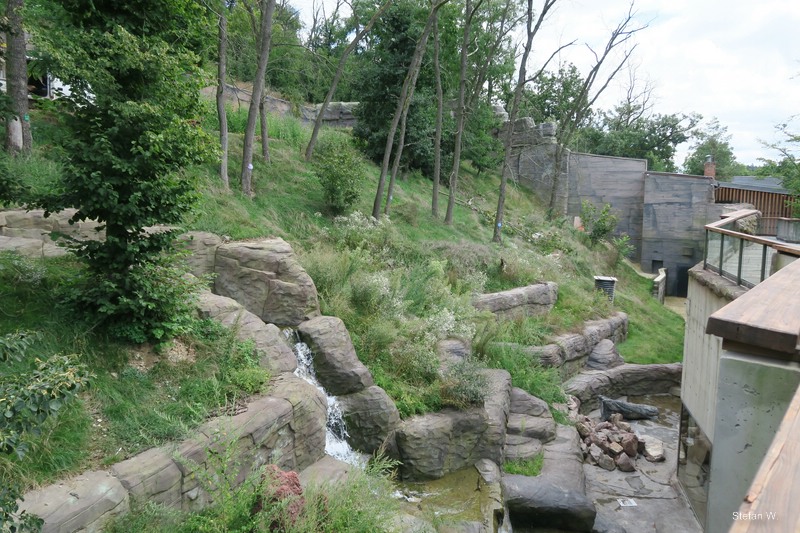 New Chimpanzee outside enclosure