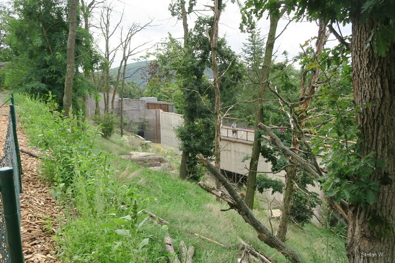 New Chimpanzee outside enclosure