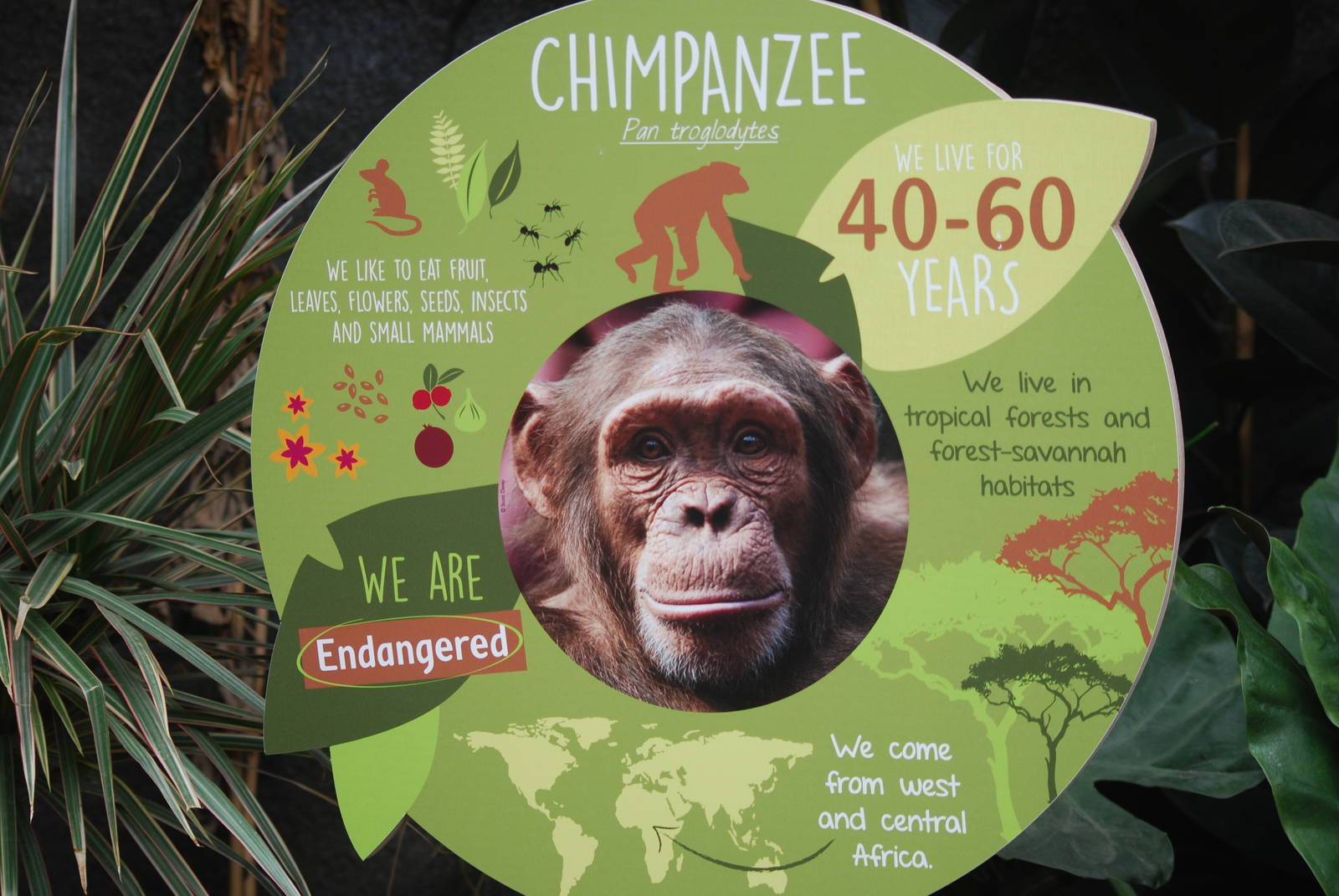 New chimpanzee signage