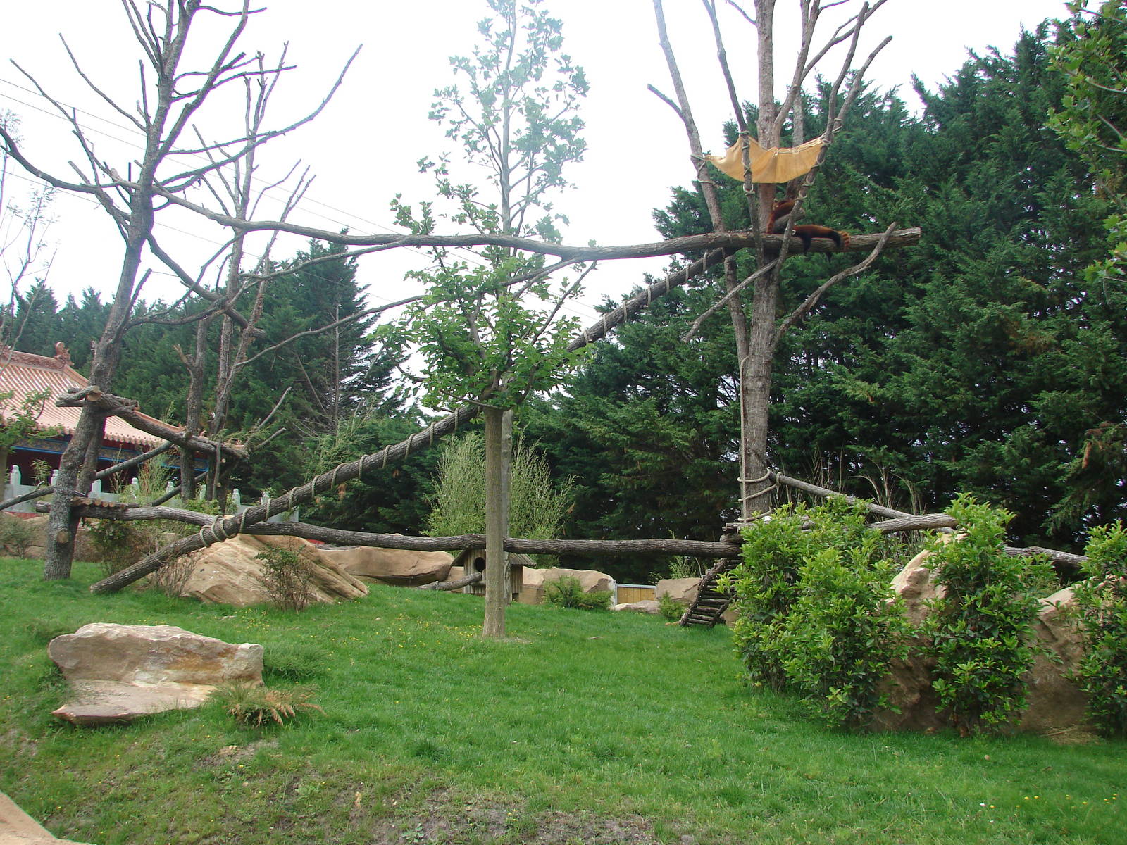 New chinese area - Red pandas und muntjac exhibit