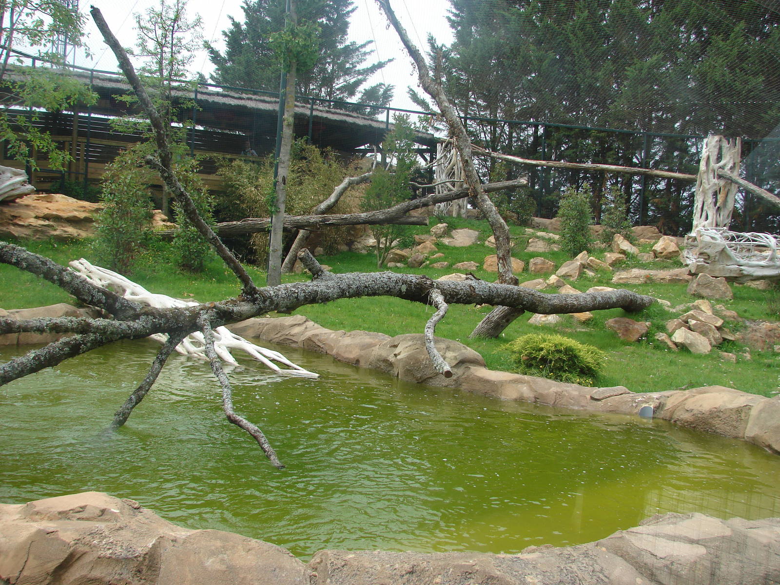New chinese area - Snow leopard exhibit