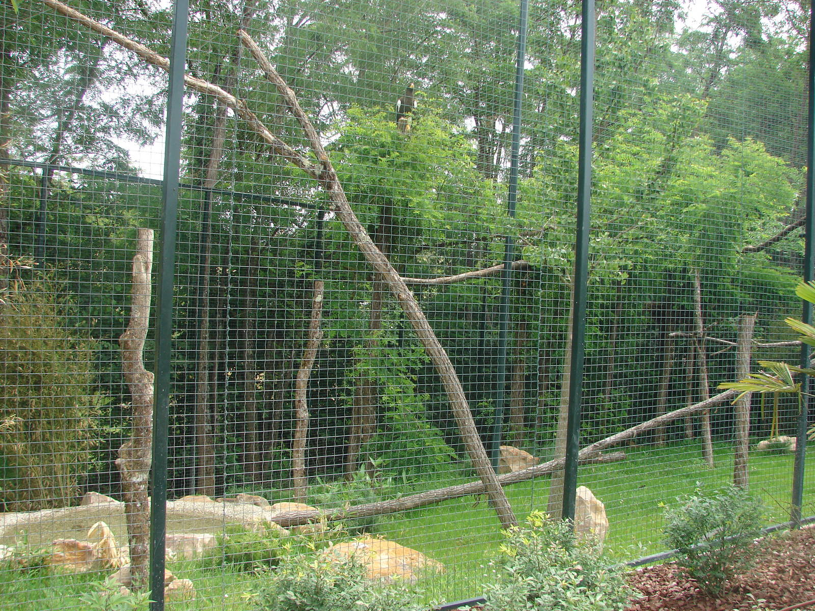New chinese area - Steller Sea Eagles aviary