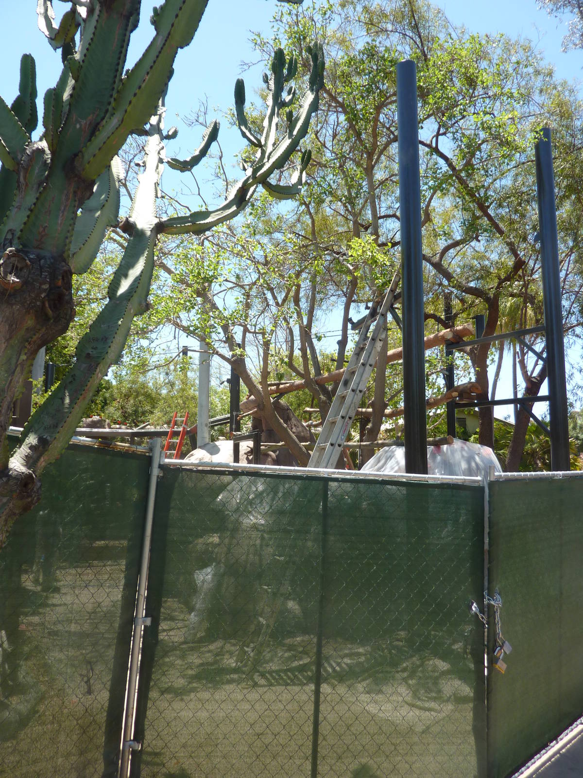 New Chinese Leopard Exhibit in African Rocks