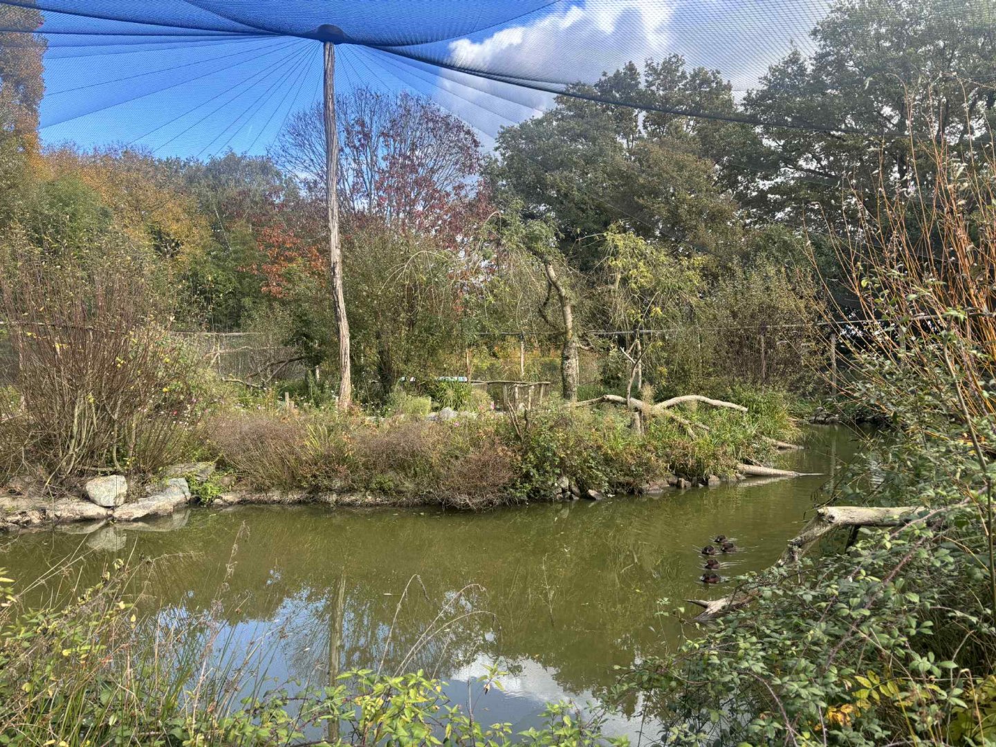 New Chinese walkthrough aviary