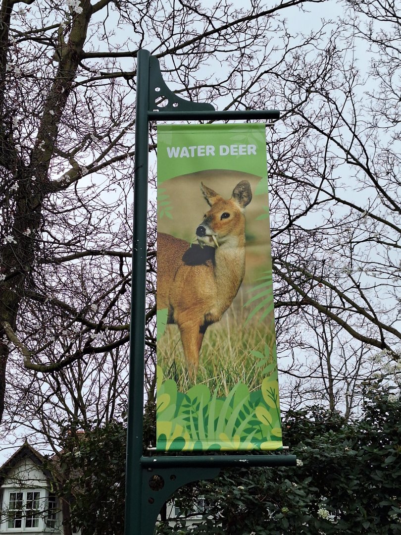 New Chinese Water Deer Banner- 9th February