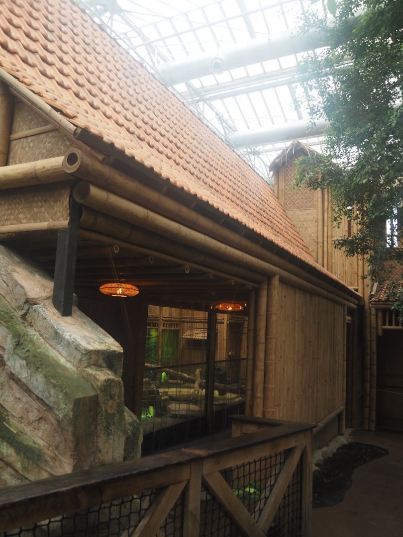 New Chinese water dragon, Sulawesi sailfin lizard and Southeast Asian box turtle exhibit in the orangutan greenhouse, 2025-04-26