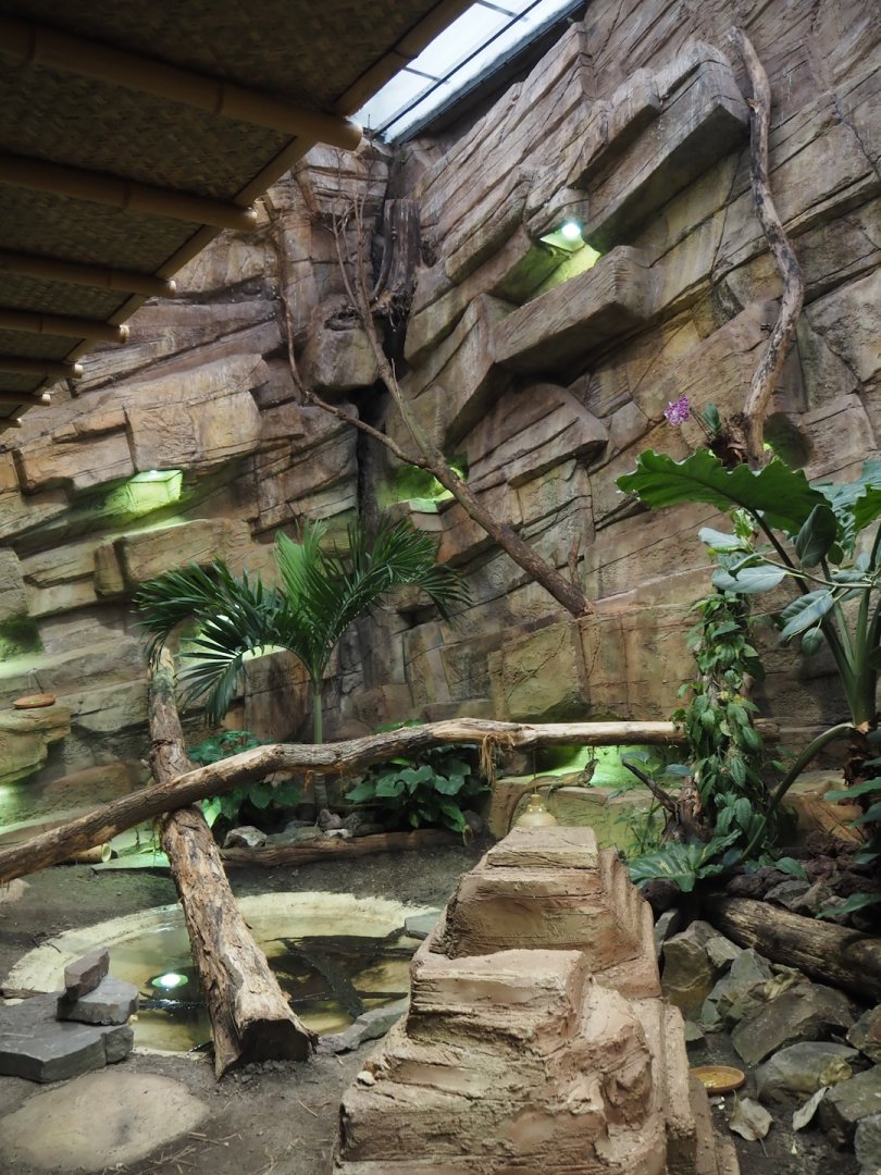 New Chinese water dragon, Sulawesi sailfin lizard and Southeast Asian box turtle exhibit in the orangutan greenhouse, 2025-04-26