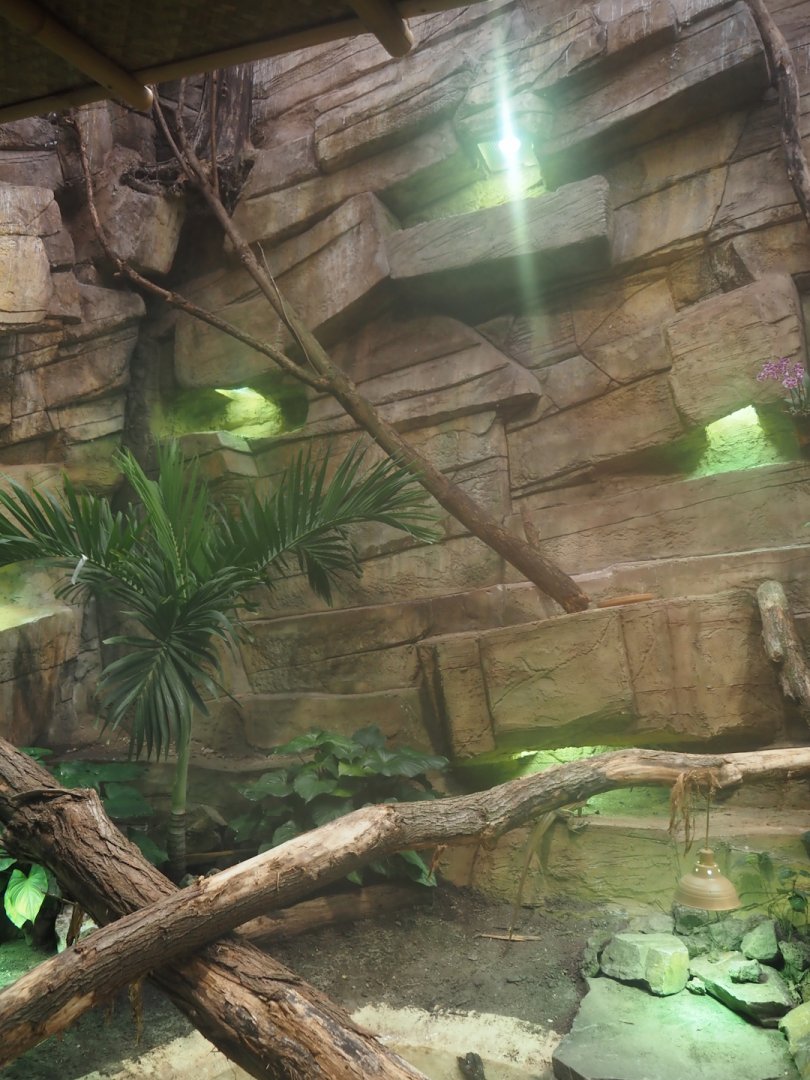 New Chinese water dragon, Sulawesi sailfin lizard and Southeast Asian box turtle exhibit in the orangutan greenhouse, 2025-04-26