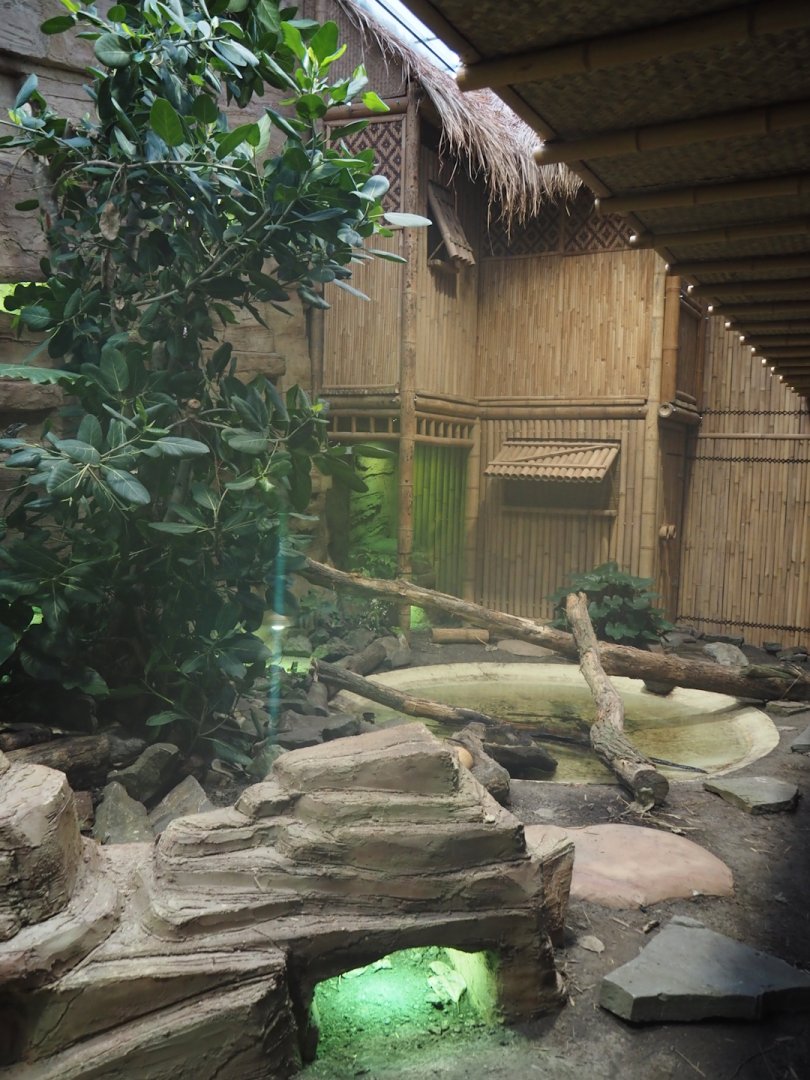 New Chinese water dragon, Sulawesi sailfin lizard and Southeast Asian box turtle exhibit in the orangutan greenhouse, 2025-04-26