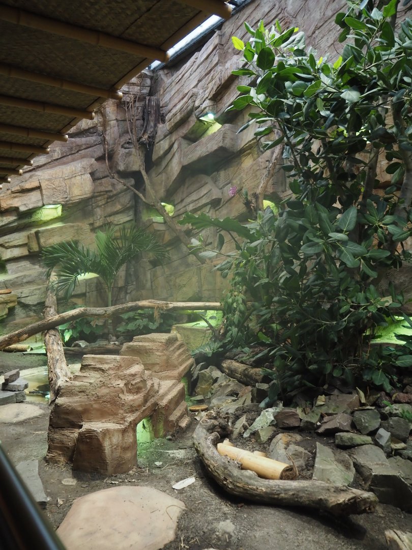 New Chinese water dragon, Sulawesi sailfin lizard and Southeast Asian box turtle exhibit in the orangutan greenhouse, 2025-04-26