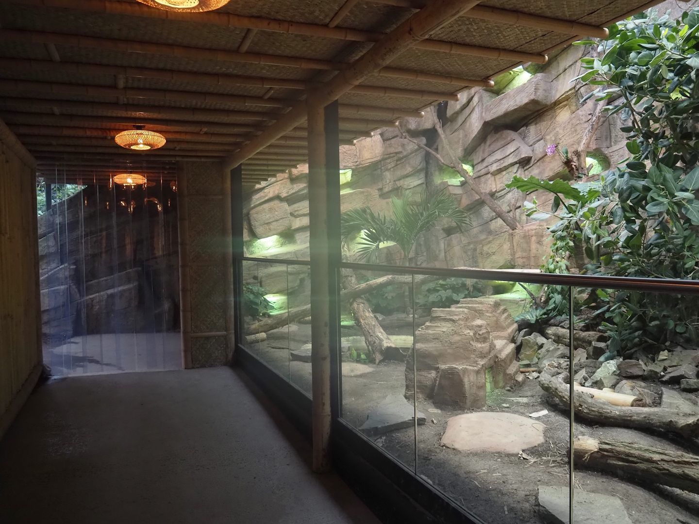 New Chinese water dragon, Sulawesi sailfin lizard and Southeast Asian box turtle exhibit in the orangutan greenhouse, 2025-04-26