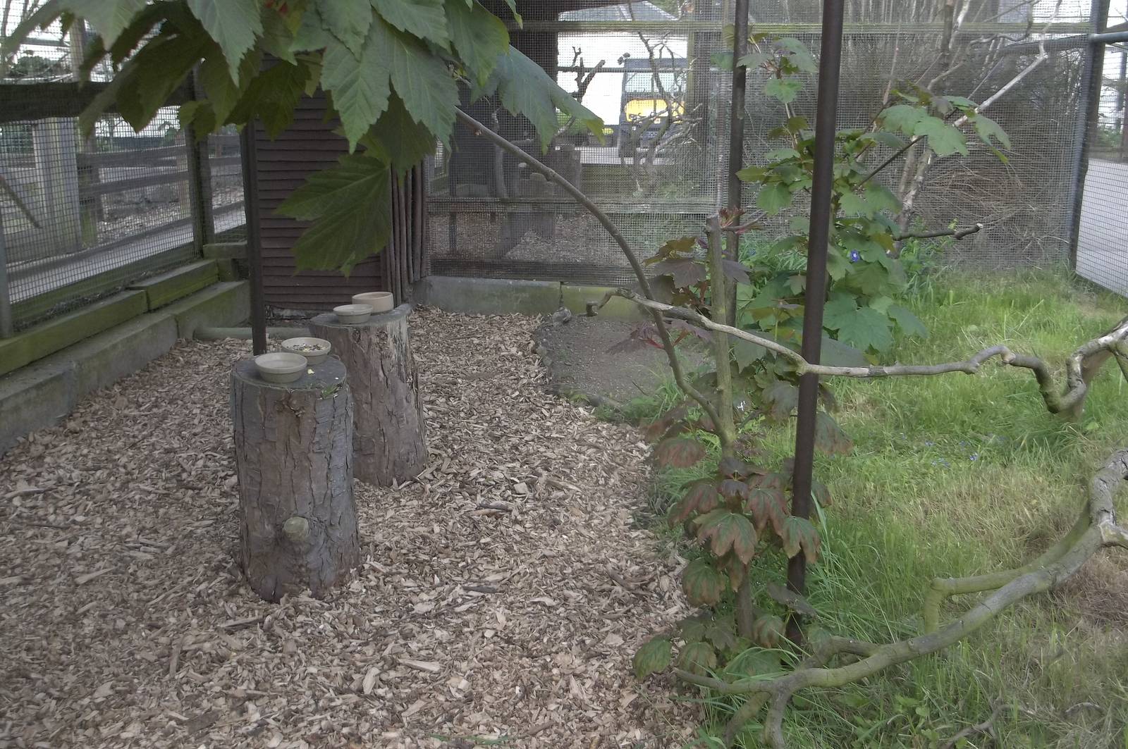New chippings and foliage pruned in Conure Kingdom, 20th May 2016