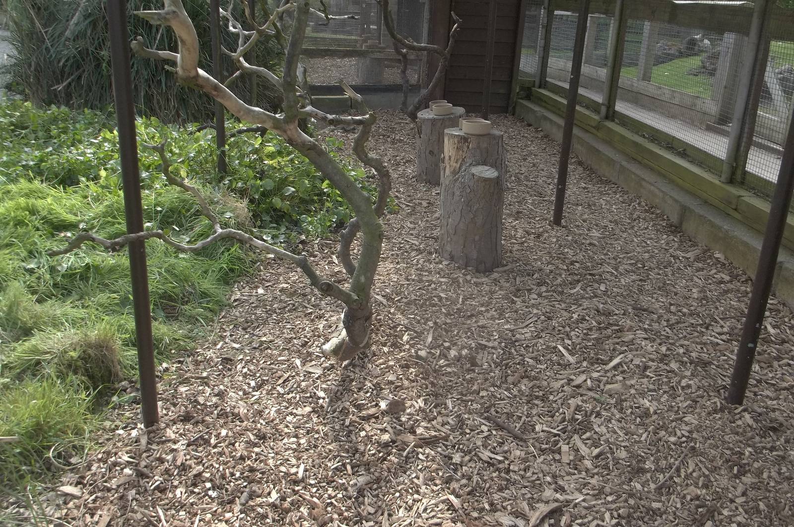 New chippings and foliage pruned in Polytelis Paradise, 20th May 2016