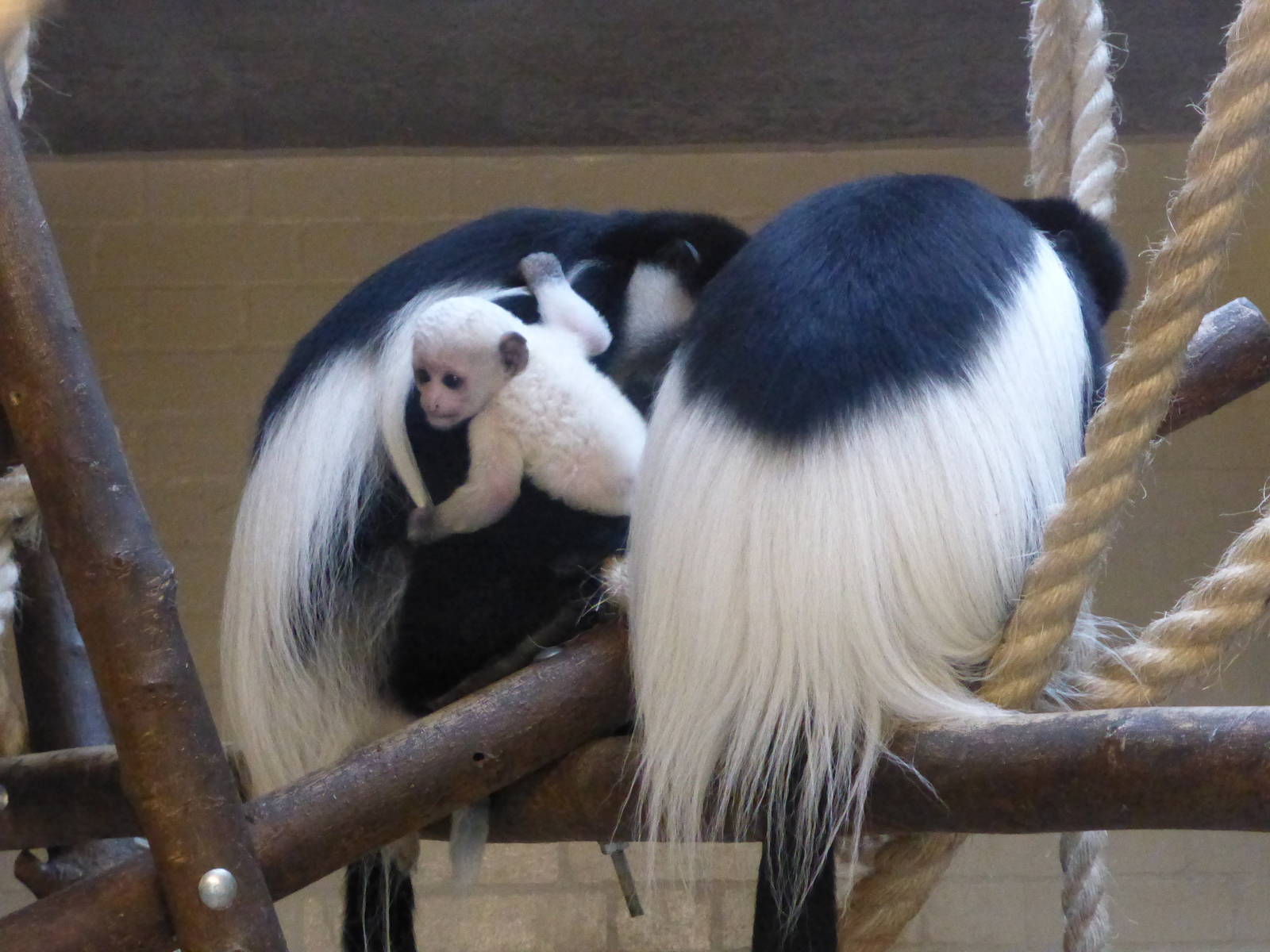 New Christmas  week arrival