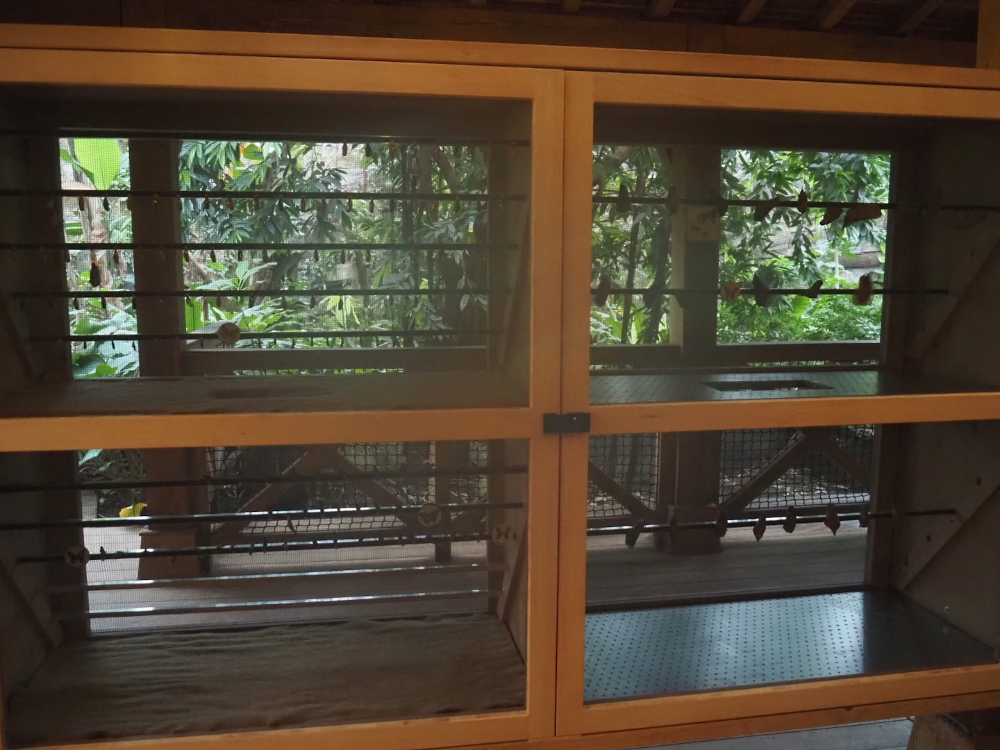 New chrysalis hatching case in the orangutan greenhouse, 2025-04-26