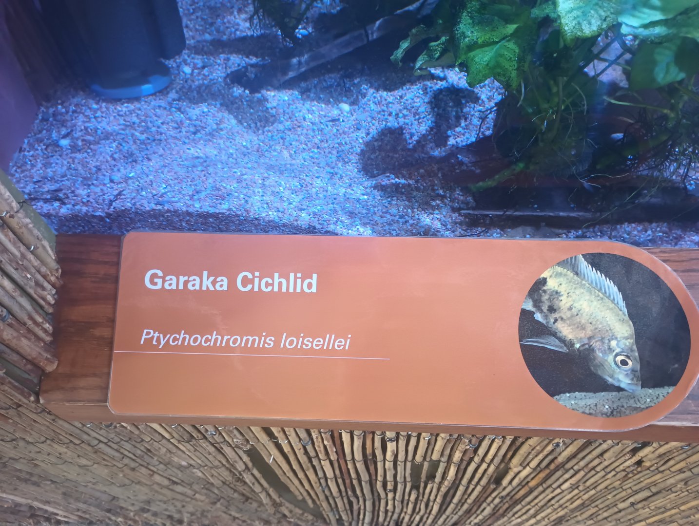 New Cichlid Signage African Rainforest Pavilion