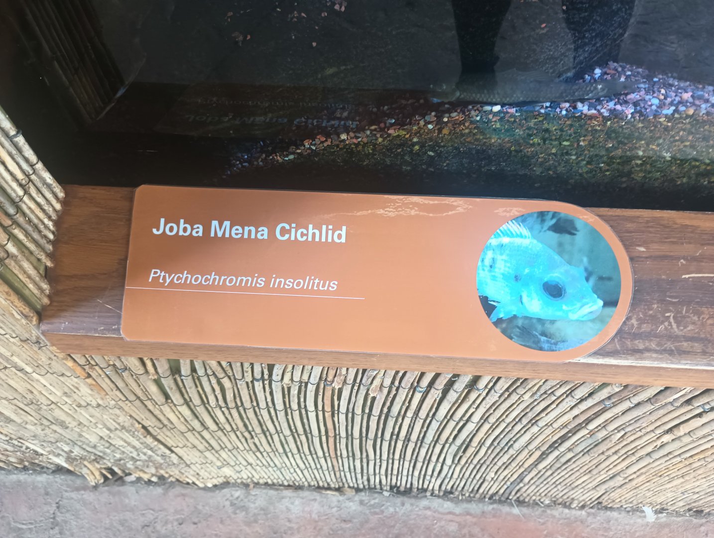 New Cichlid Signage African Rainforest