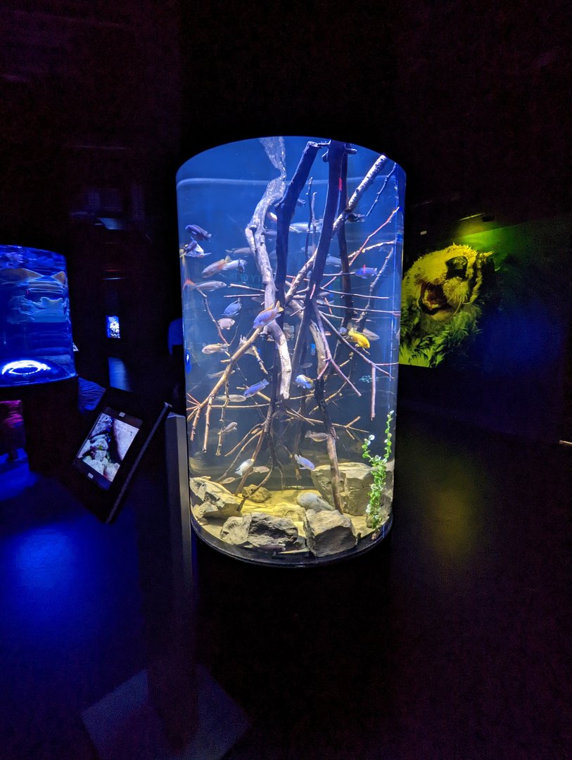 New Cichlid tank at the Greensboro Science Center