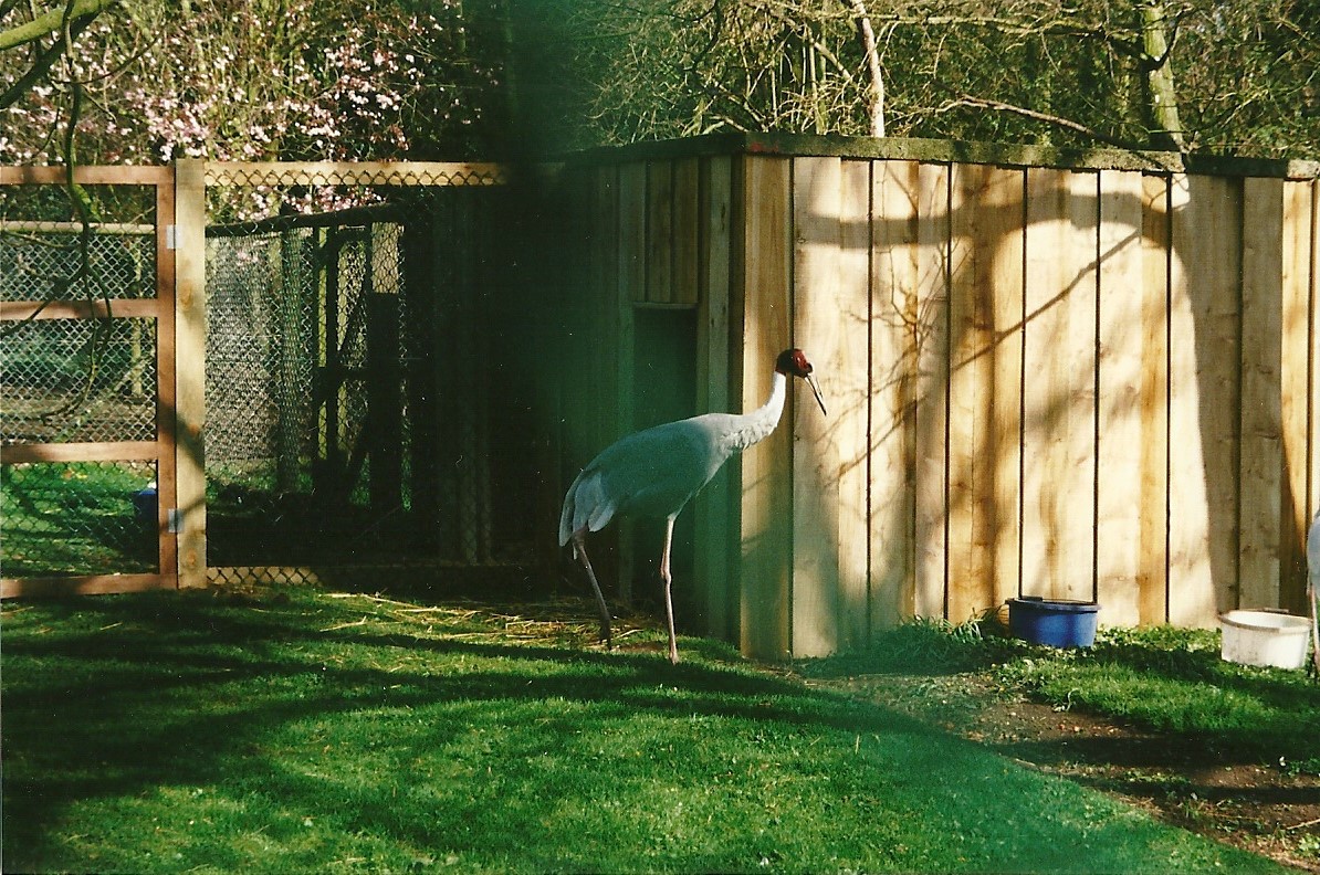 New cladding on Sarus Crane shelter 25th March 2000