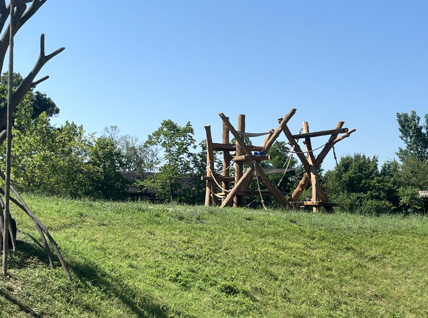 New Climbing Structure in Chimpanzee Habitat - July 2025