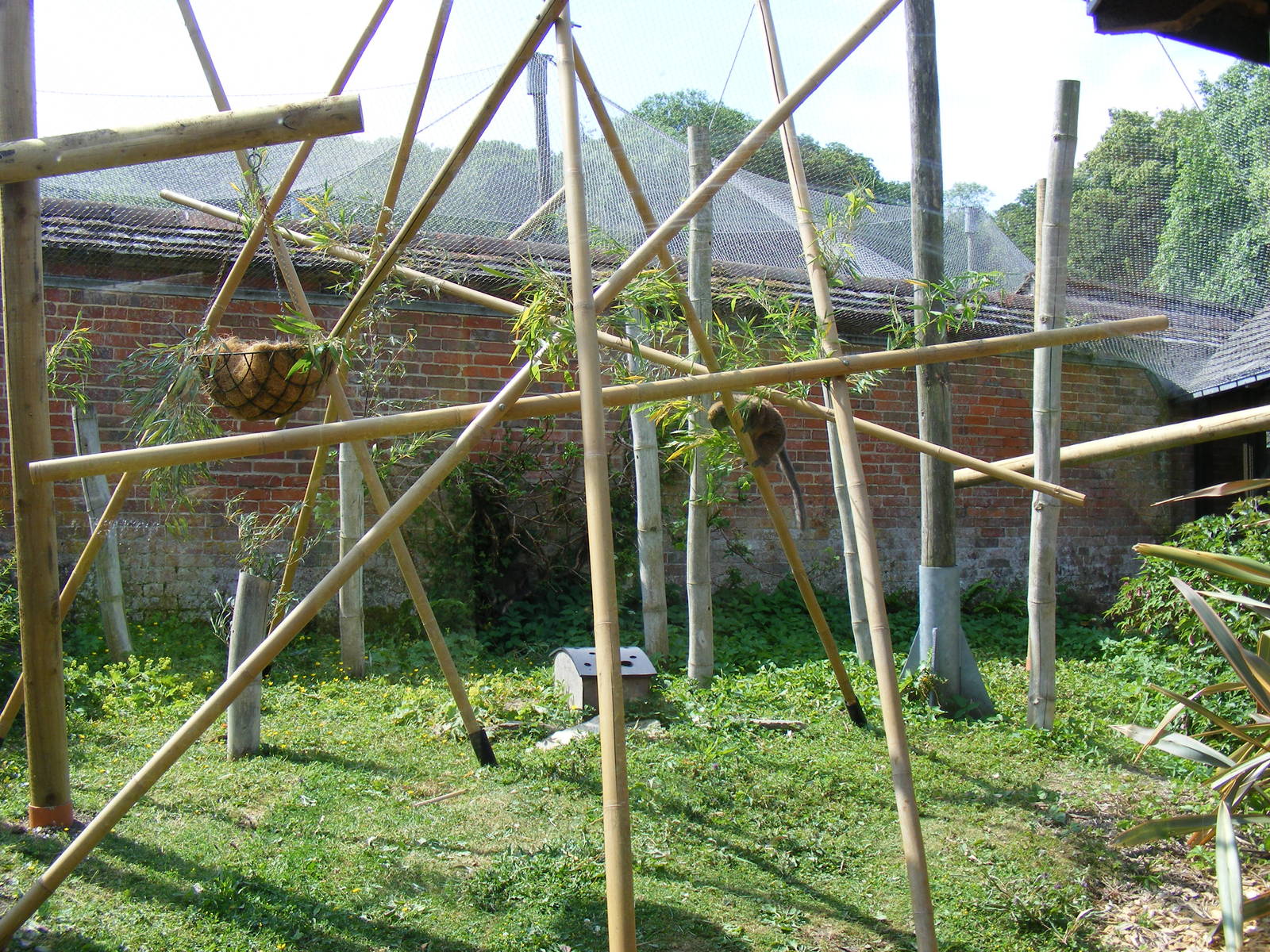 New climbing structures in Alaotran gentle lemur enclosure at Marwell Wildl