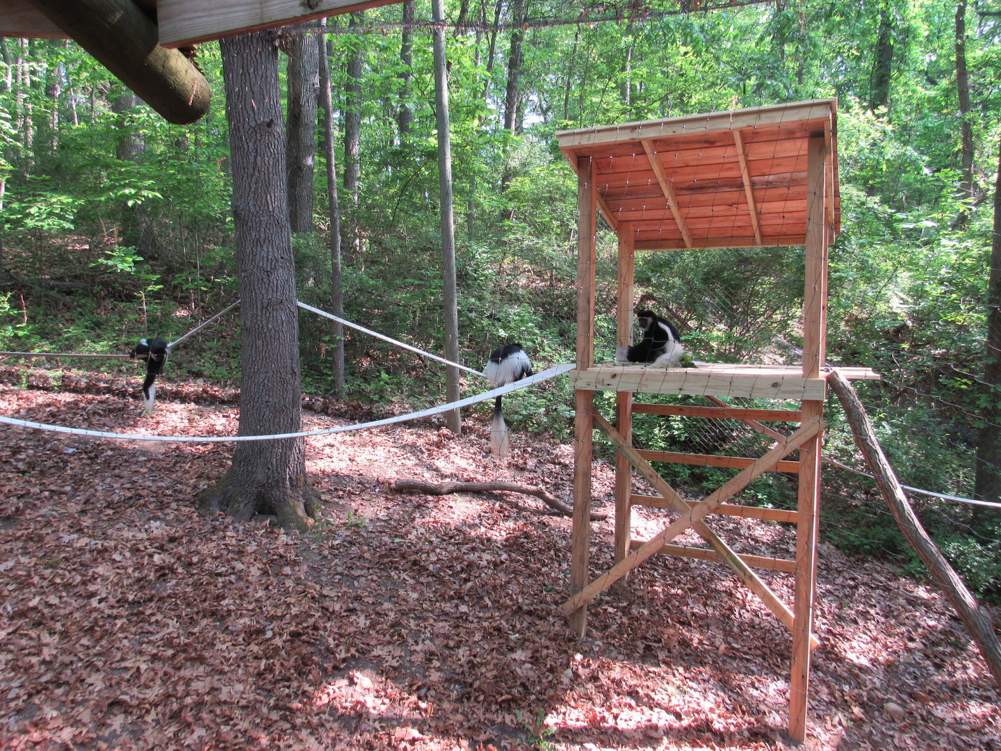 New Climbing Structures in Monkey Valley - 5/23/23