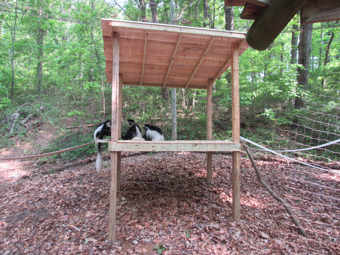 New Climbing Structures in Monkey Valley - 5/23/23