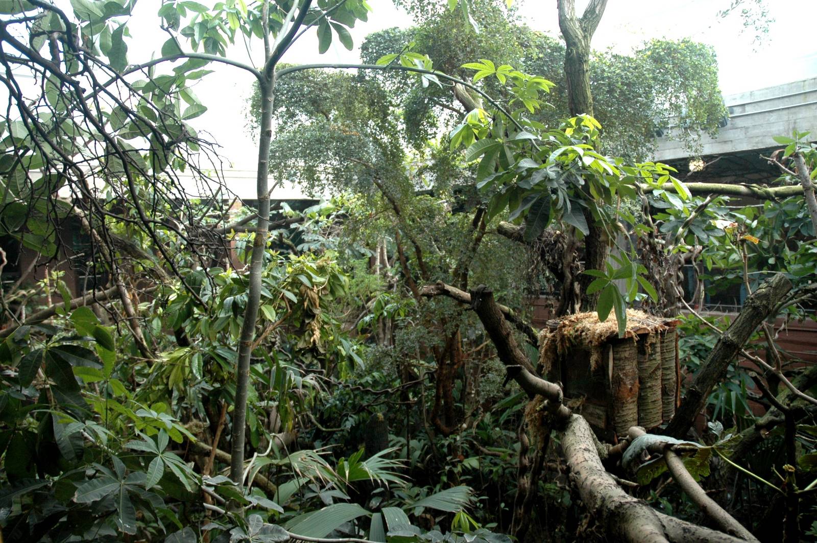 New Clore Rainforest, March 2010