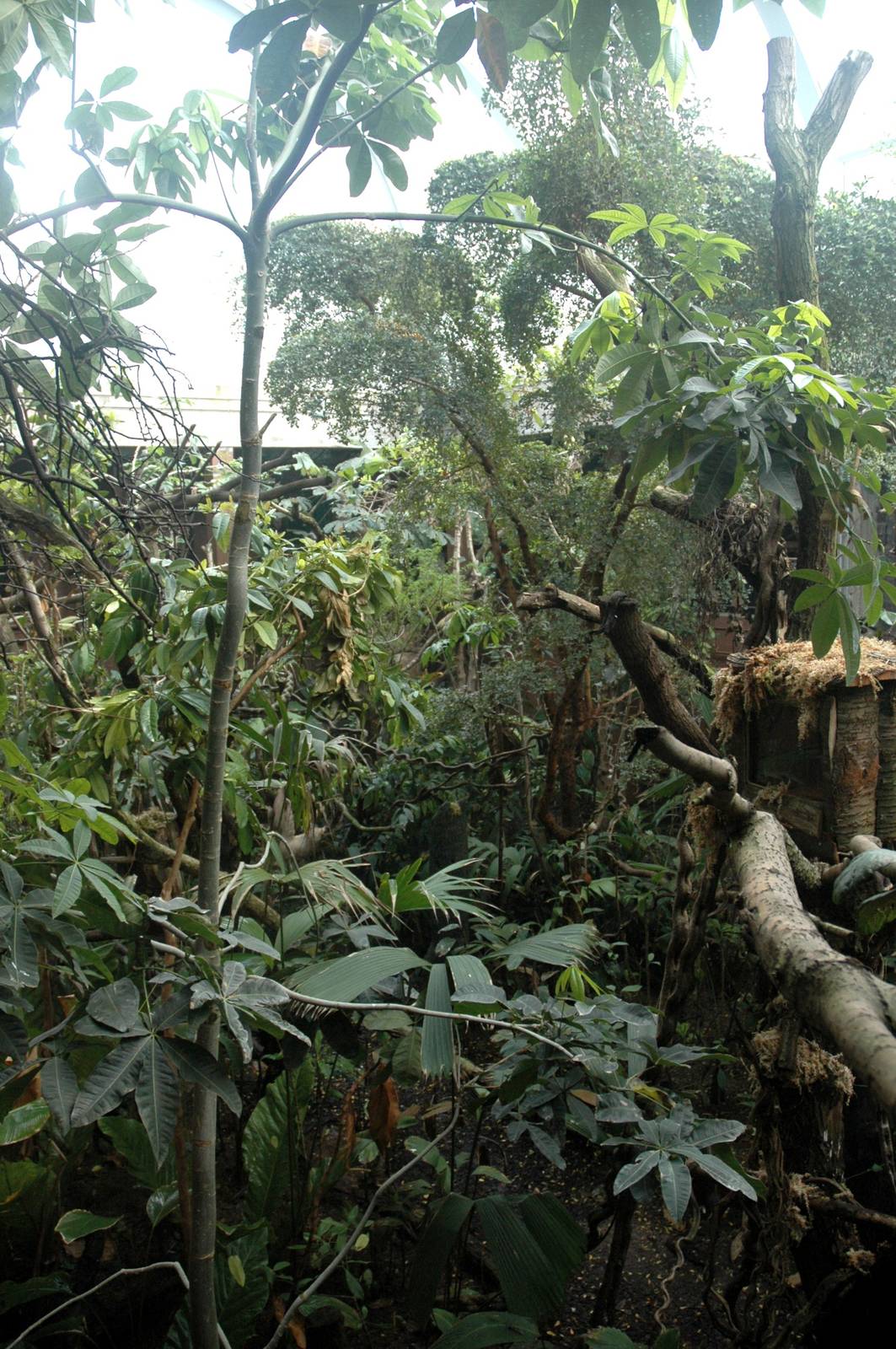 New Clore Rainforest, March 2010